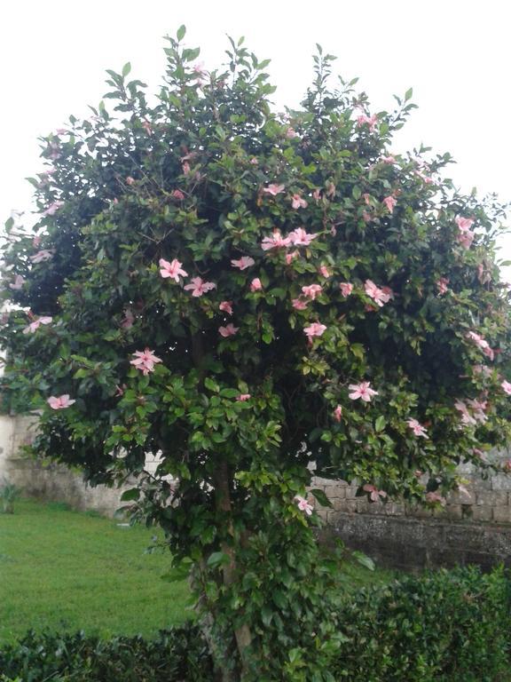 La Casa Delle Farfalle Panzió Szirakúza Kültér fotó
